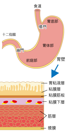 季節の漢方★ストレス胃★埼玉中医薬研究会