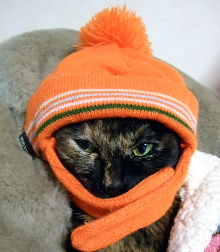 漢方Days★閉じこもり★埼玉中医薬研究会